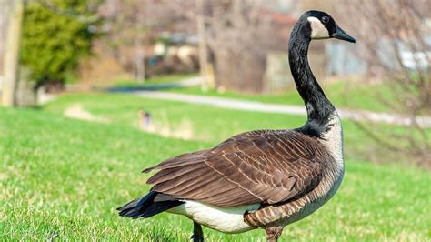 canada goose bird flu